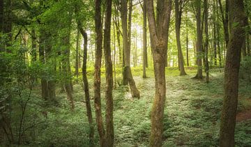 Zomer in het bos van Tobias Luxberg