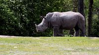 Wide Lip Rhinoceros or White Rhinoceros : Royal Citizens' Zoo by Loek Lobel thumbnail