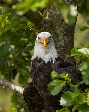 Weißkopfseeadler auf der Lauer von Patrick van Bakkum