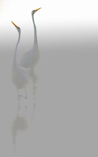 Héron dans le brouillard