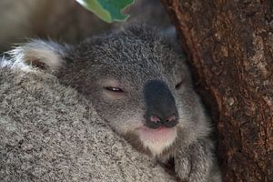 A baby koala and mother sitting in a gum tree on Magnetic Island, Queensland Australia