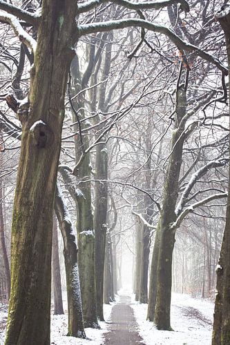 Winter op de Utrechtse Heuvelrug!