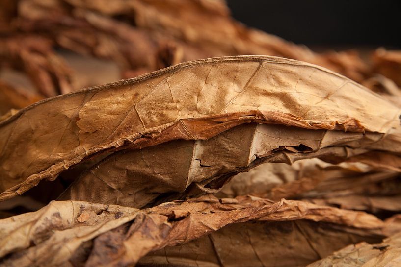 Tabaksbladeren, ruwe tabak van Kahl Design Manufaktur