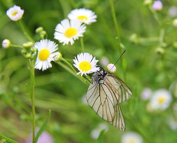The great veined white . by Jose Lok