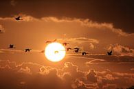 Silhouettes of Cranes( Grus Grus) at Sunset,  Baltic Sea, Germany  von Frank Fichtmüller Miniaturansicht