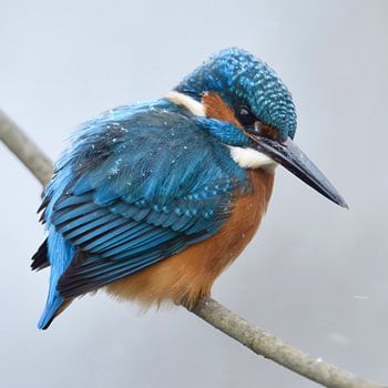 IJsvogel ( Alcedo atthis ) in de winter met sneeuwvlokken in zijn verenkleed