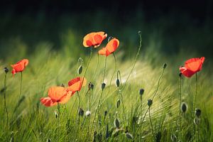 Couleurs d'été sur Loris Photography