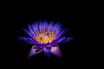 Bijen op een Blauwe Lotus van Rene Siebring