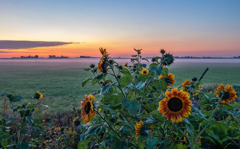 Sonnenblumen bei Sonnenaufgang in einer Polderlandschaft auf Walcheren von Marcel Klootwijk