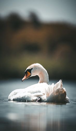 Cygne dans l'eau