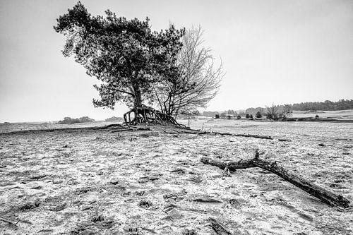 Vliegden op Kootwijkerzand