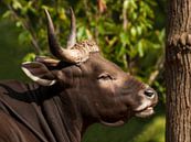 banteng : Koninklijke Burgers' Zoo van Loek Lobel thumbnail