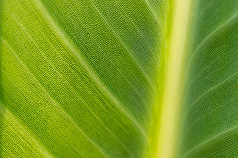 Bladnerf | fine art natuurfoto van Karijn | Fine art Natuur en Reis Fotografie