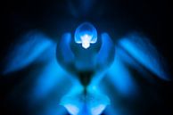 Blue orchids from another world by Patrick Schwarzbach thumbnail