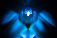 Blauwe orchideeën uit een andere wereld