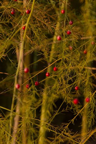 bessen van de aspergeplant in de Herfst