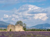 A lavender field with an ancient ruin