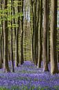 Hallerbos von Menno Schaefer Miniaturansicht