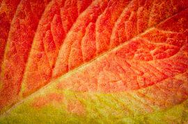 Herbstfarben 2 – malerisch von Jaap Tanis