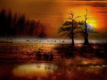 Schafe weiden auf einer Wiese im Sonnenuntergang von Peter Roder