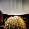 Close up van cactus onder ballon vol water van Noud de Greef