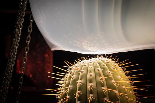 Close up van cactus onder ballon vol water van Noud de Greef