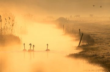 Morning has gold in its mouth by Erik Veldkamp