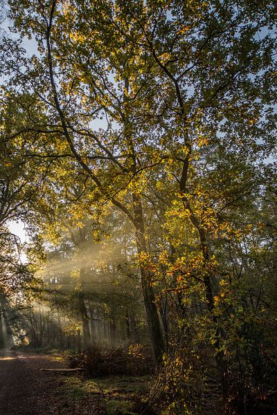 forests by Bart Liesenborgs