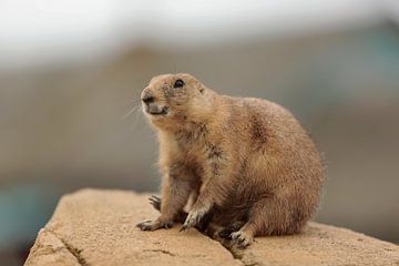 Prairiehond van Frank Smedts