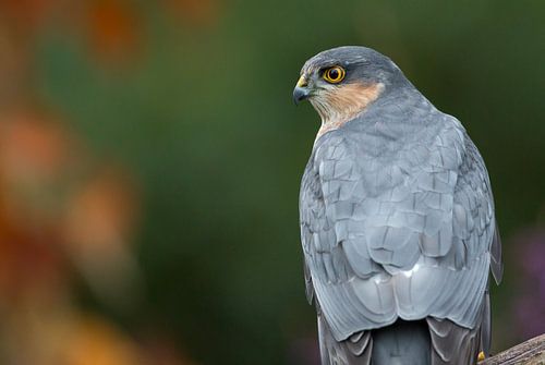 Sperwer Man close up 