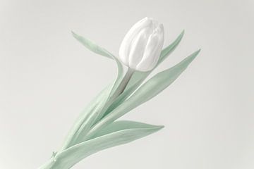 witte tulp van Caroline Drijber