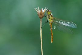 Heidelibel rouge brique sur fleur sur Jeroen Stel