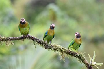 Birds of Costa Rica: Brown-hooded Parrot (Roodoorpapegaai) van Rini Kools