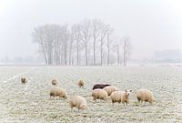 Winter Sheeps