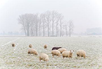 Moutons d'hiver sur Steven De Baere