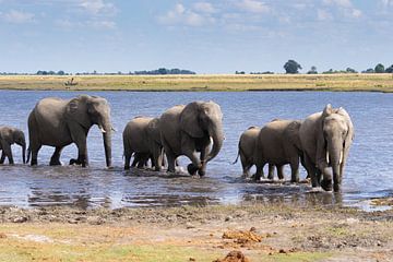 Kudde olifanten van GoWildGoNaturepictures