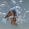Vissende ijsvogel van Tariq La Brijn