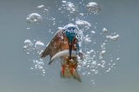 Vissende ijsvogel