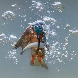 Ascending kingfisher by Tariq La Brijn