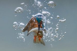 Vissende ijsvogel van Tariq La Brijn