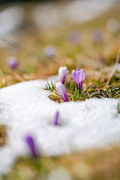 Krokussen in de sneeuw van Leo Schindzielorz