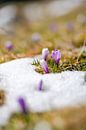 Krokussen in de sneeuw van Leo Schindzielorz thumbnail