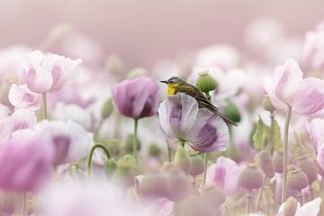 Verträumtes Foto einer gelben Bachstelze in einer lila Mohnblume von KB Design & Photography (Karen Brouwer)