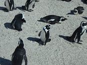 Pinguïns von Robin van Tilborg Miniaturansicht