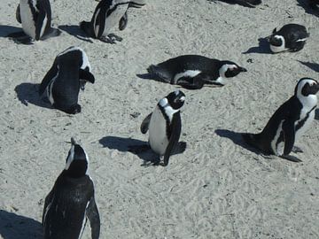 Pinguïns sur Robin van Tilborg