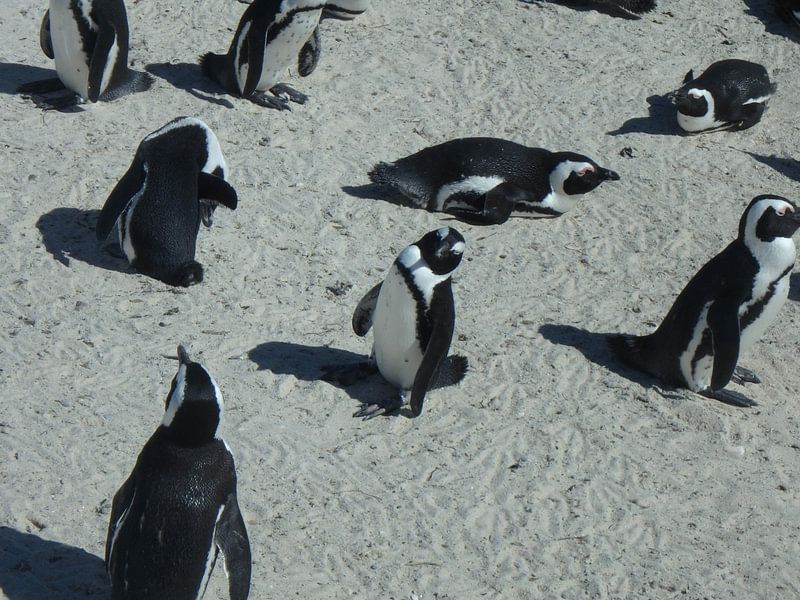 Pinguïns von Robin van Tilborg