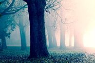 Ochtendzon, mist en bomen par Rens Kromhout Aperçu