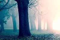 Ochtendzon, mist en bomen