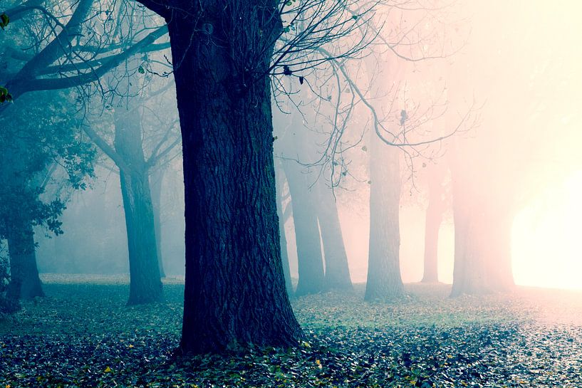 Ochtendzon, mist en bomen par Rens Kromhout
