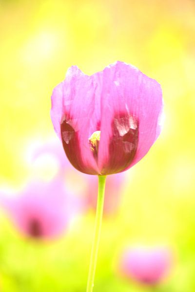 Pourpre et jaune par Arno-Jan Boere